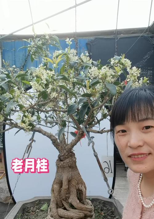 老月桂盆景如何造型？造型分析有哪些要点？