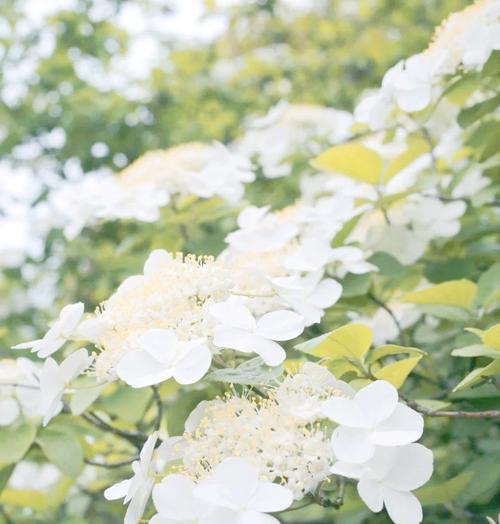 琼花的种植管理技术是什么？如何进行有效管理？