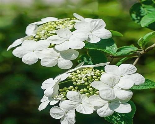 琼花的种植管理技术是什么？如何进行有效管理？