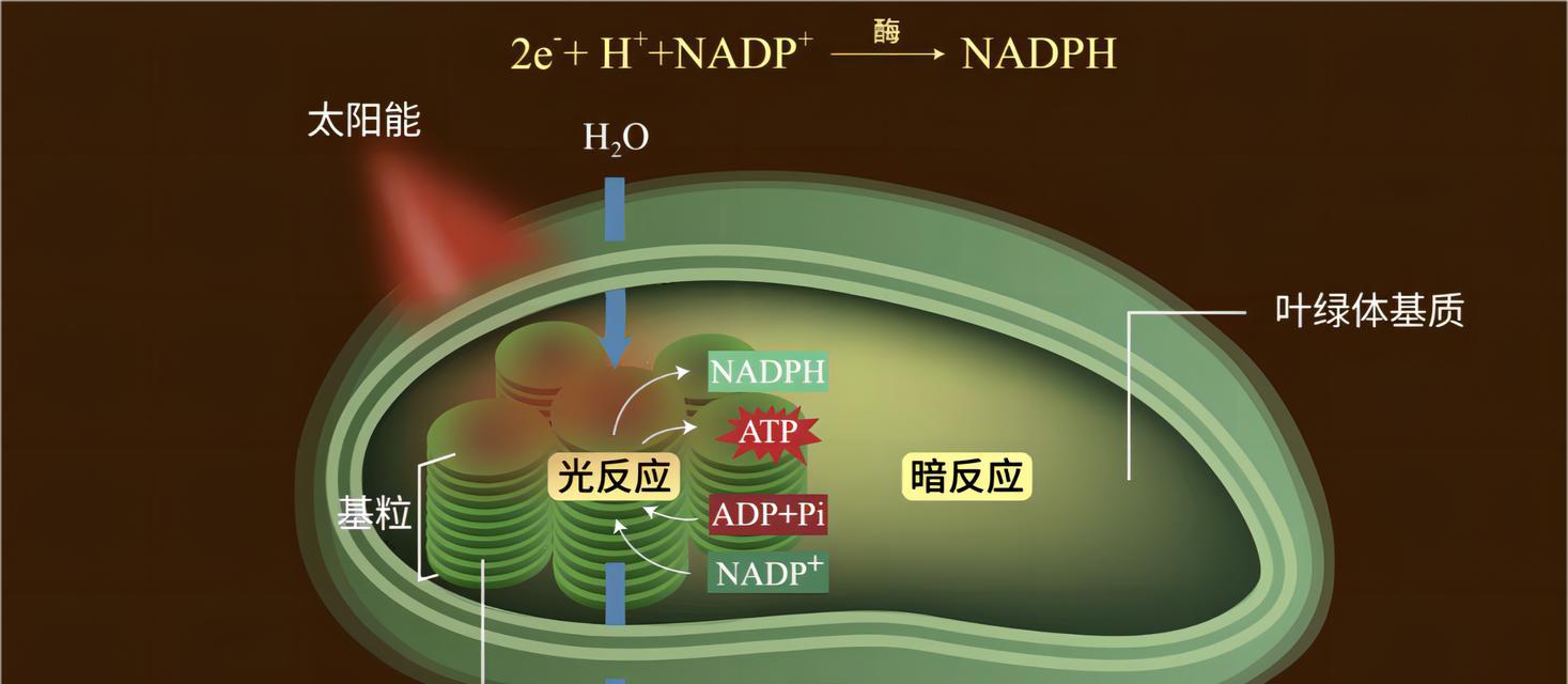 绿色植物哪种气体进行光合作用？光合作用对护眼有何帮助？