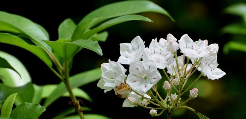 海南月桂种植技术指南有哪些？如何正确管理月桂？