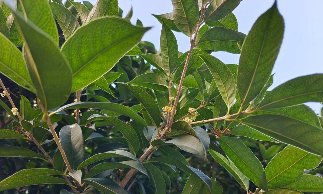 海南月桂种植技术指南有哪些？如何正确管理月桂？