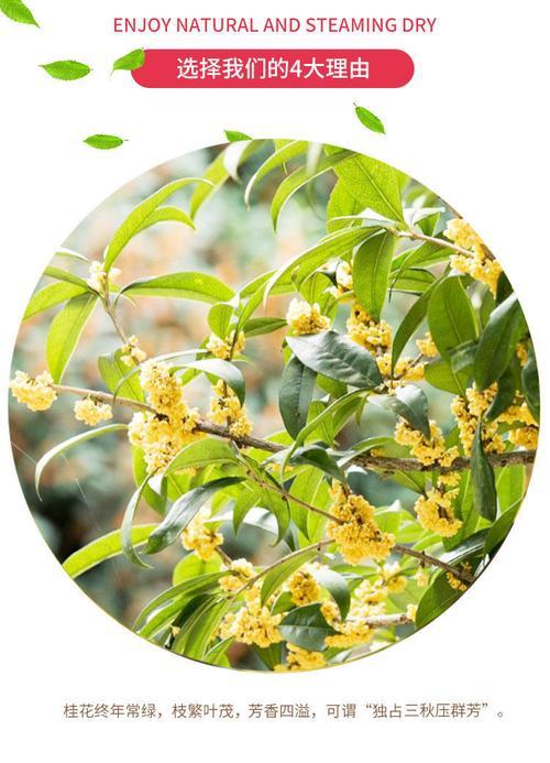 月桂盆栽枯死发芽失败的原因是什么？