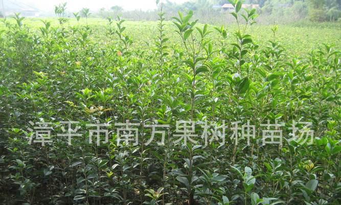 月桂盆栽枯死发芽失败的原因是什么？
