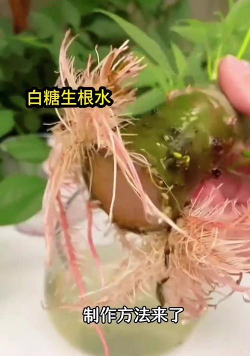 插花水中能加生根粉吗？这样做有什么好处？