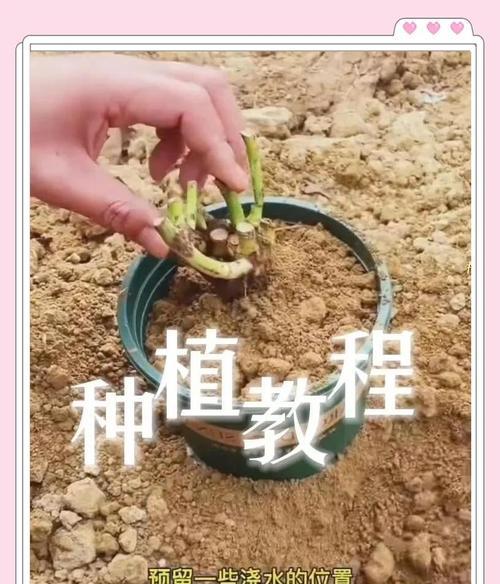 戴安娜玫瑰种植对土壤有何特殊要求？