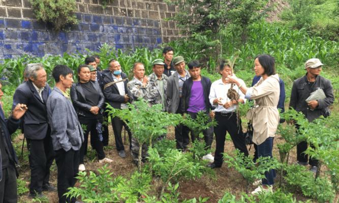 月桂种植技术和管理技术哪个更推荐？如何选择？