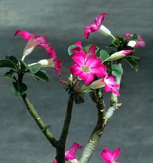 如何将沙漠红玫瑰花养得更好？