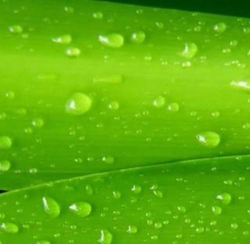 绿色植物护眼法是什么？有哪些简单易行的护眼方法？