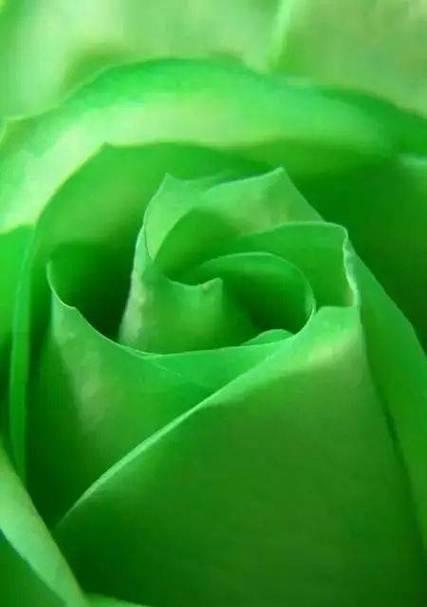 绿色植物护眼法是什么？有哪些简单易行的护眼方法？