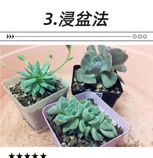树桩盆栽种植第一天需要浇水吗？浇水的正确方法是什么？