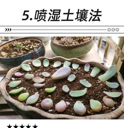 树桩盆栽种植第一天需要浇水吗？浇水的正确方法是什么？