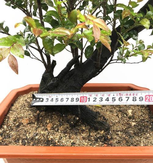 树桩盆栽种植第一天需要浇水吗？浇水的正确方法是什么？