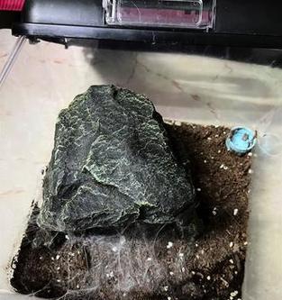 养智利火玫瑰需要什么土地种植条件？满足哪些条件才能种植智利火玫瑰？