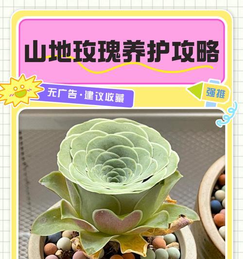 养智利火玫瑰需要什么土地种植条件？满足哪些条件才能种植智利火玫瑰？
