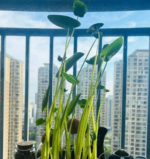 芋头植物盆栽种植的方法是什么？种植时应注意什么？