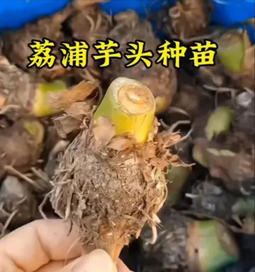 芋头植物盆栽种植的方法是什么？种植时应注意什么？