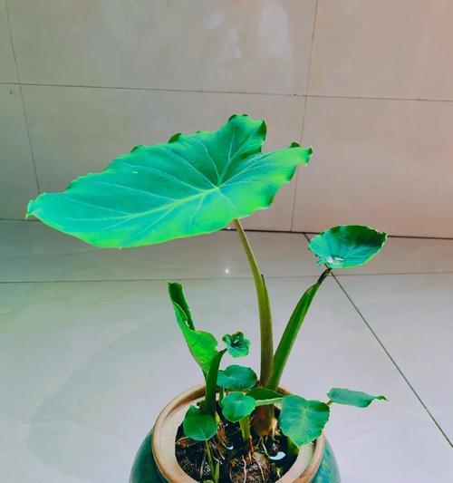 芋头植物盆栽种植的方法是什么？种植时应注意什么？