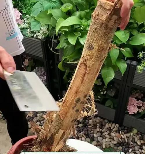 发财树可以在杆上喷水吗为什么不开花？喷水对开花有何影响？