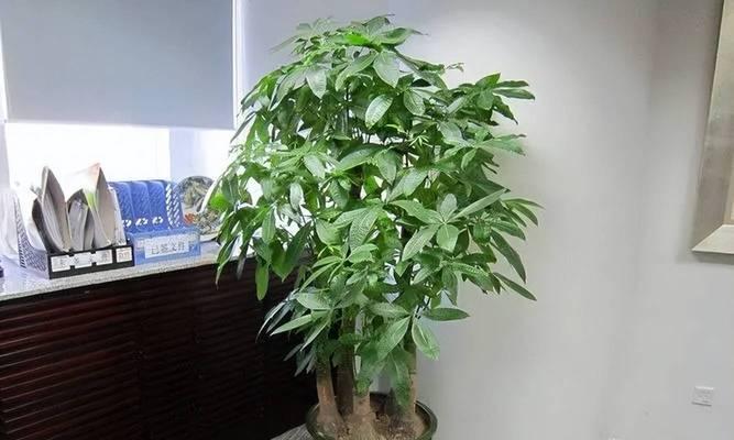 发财树可以在杆上喷水吗为什么不开花？喷水对开花有何影响？