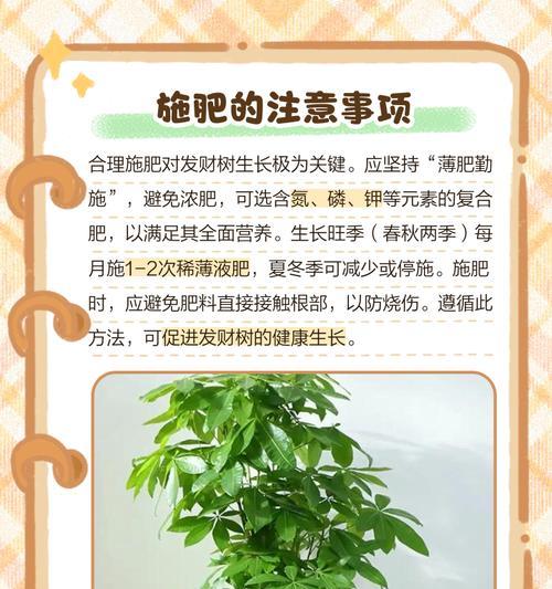 发财树可以在杆上喷水吗为什么不开花？喷水对开花有何影响？