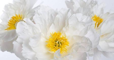黄色牡丹花花蕊颜色有何特点？