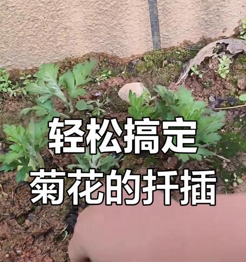 菊花扦插苗多久可以施肥？施肥的正确方法是什么？