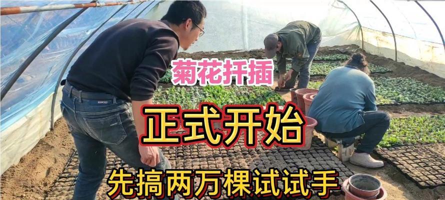 菊花扦插苗多久可以施肥？施肥的正确方法是什么？
