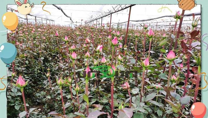 如何正确使用生根粉和水泥于插花中？