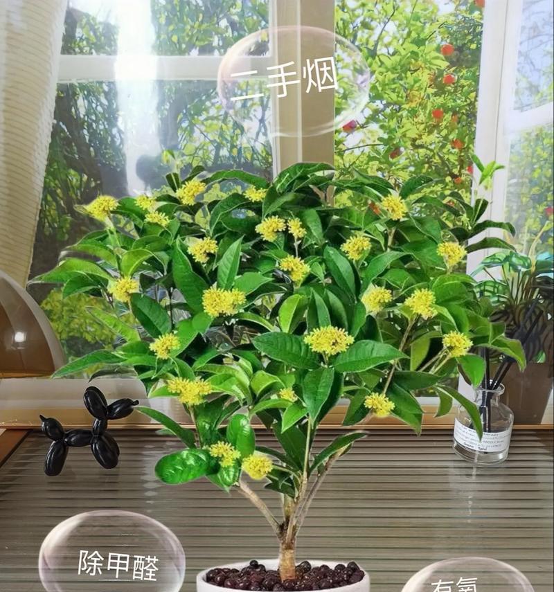 月桂盆栽室内养护需要注意什么？