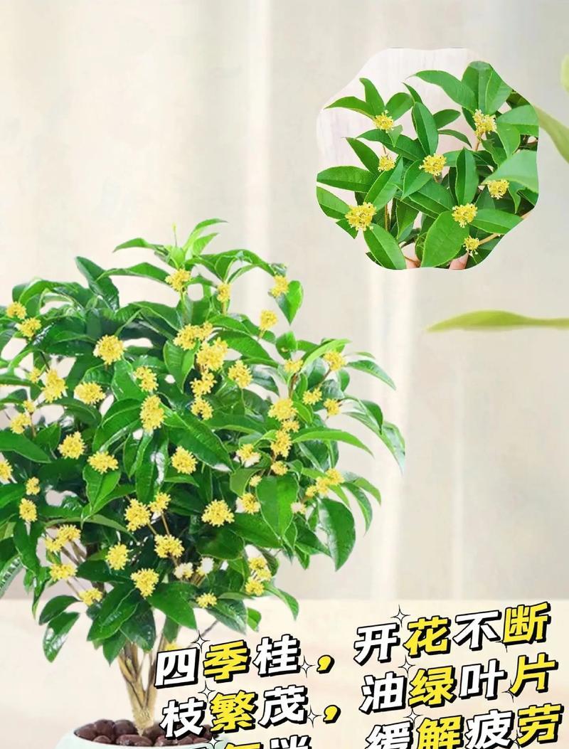 月桂盆栽室内养护需要注意什么？