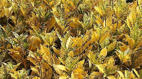海南月桂种植技术与管理技术要点是什么？