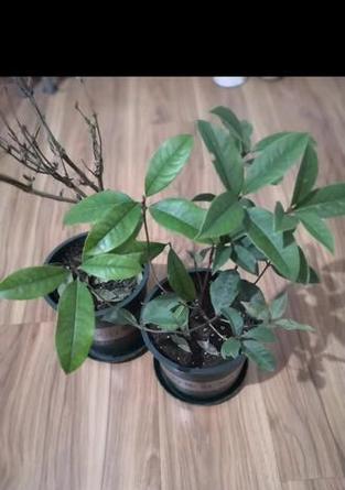 月桂盆栽枯死发芽失败的解决方法是什么？