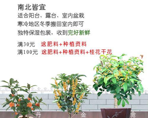 月桂盆栽枯死发芽失败的解决方法是什么？