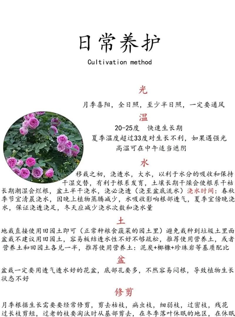 白玫瑰月季的种植技巧有哪些？
