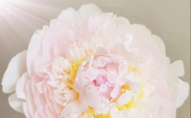 牡丹花花瓣花蕊句子的成分是什么？