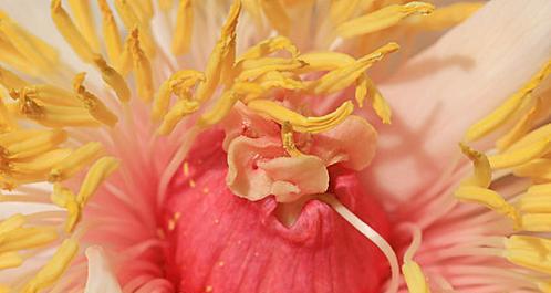 牡丹花花瓣花蕊句子的成分是什么？