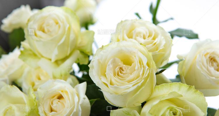 白玫瑰花束能持续多久？花期长短如何？