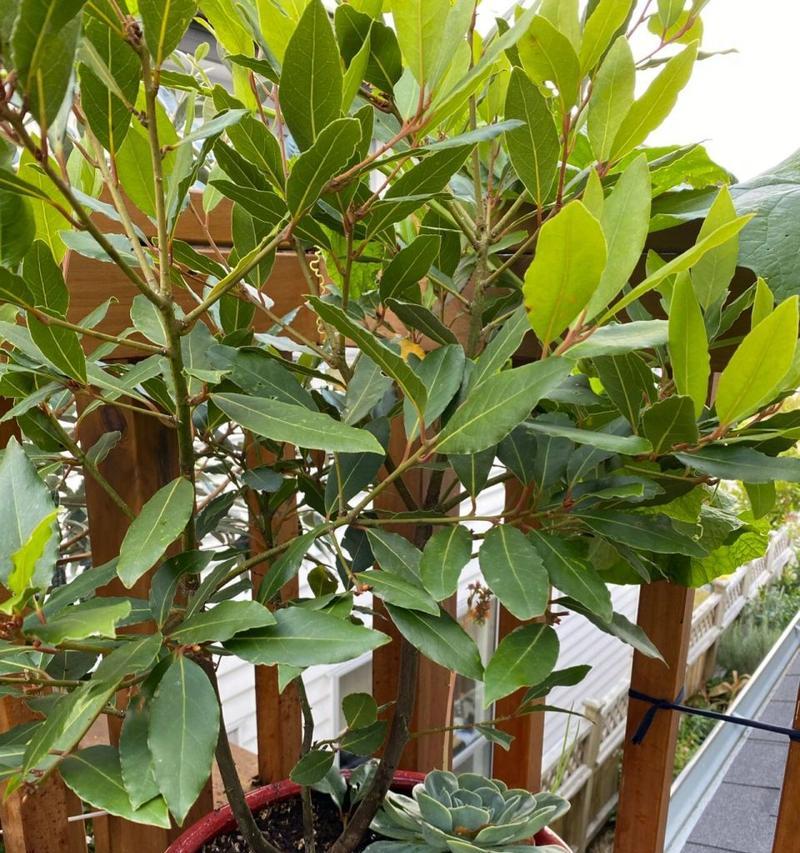 月桂树怎么种植？种植技术要点有哪些？