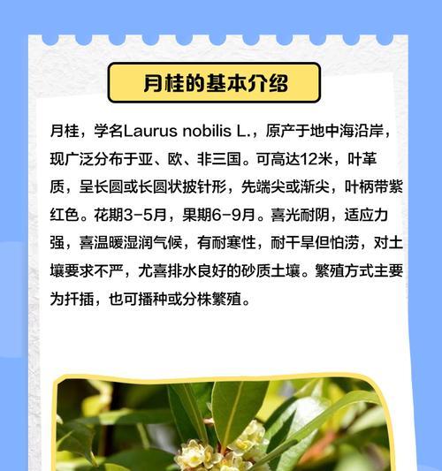 月桂树怎么种植？种植技术要点有哪些？