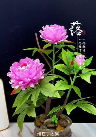 智利火玫瑰养殖注意事项是什么检查？哪些部位需要特别关注？