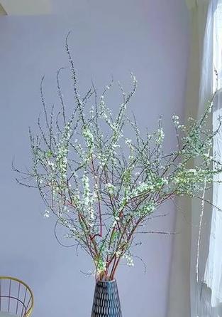 插花用什么水浇最好？如何保持花朵颜色鲜艳？