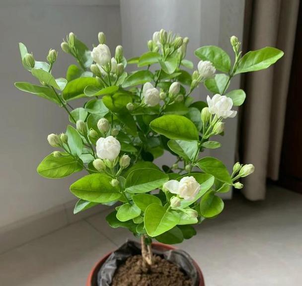 插花用什么水浇最好？如何保持花朵颜色鲜艳？