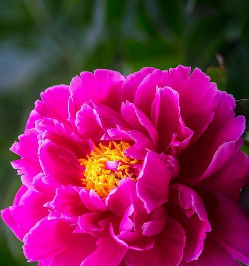 黄色牡丹花花蕊如何正确点染？