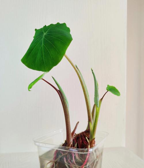 芋头如何在盆栽中发芽种植？