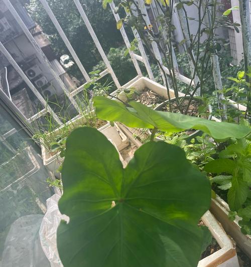 芋头如何在盆栽中发芽种植？