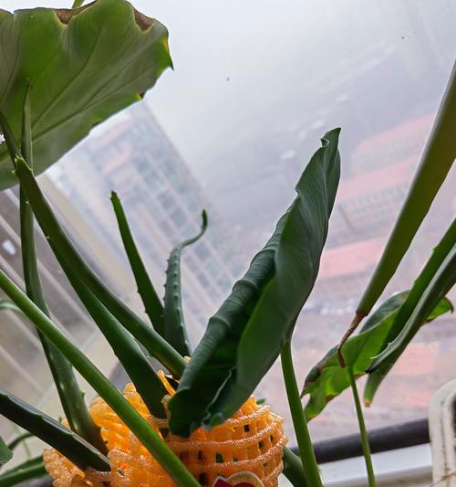 芋头如何在盆栽中发芽种植？