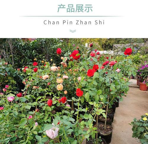 晋中树状盆栽月季最佳种植月份是什么时候？