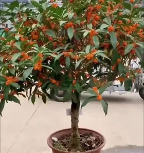 月月桂盆栽的养护方法有哪些？如何养好月月桂盆栽？