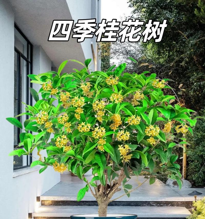 月月桂盆栽的养护方法有哪些？如何养好月月桂盆栽？